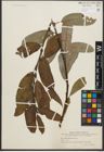 Foto von Salix sitchensis Sanson ex Bong.